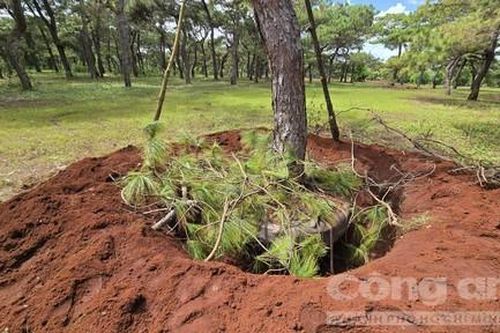 Gia Lai: Rừng thông 'bon-sai' liên tục bị đào trộm