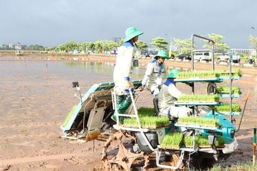 Mạ khay, cấy máy - giải pháp thiết thực cho sản xuất lúa
