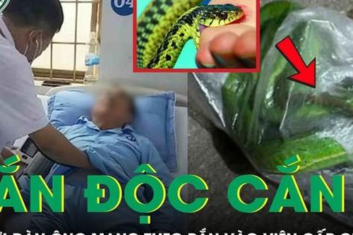 Bị rắn độc cắn, người đàn ông bắt 'thủ phạm' vào túi nilon mang theo cấp cứu