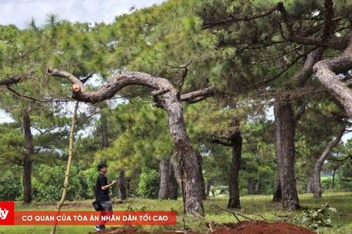 Chủ tịch tỉnh Gia Lai chỉ đạo làm rõ hàng loạt cây thông cổ thụ bonsai bị đào bứng