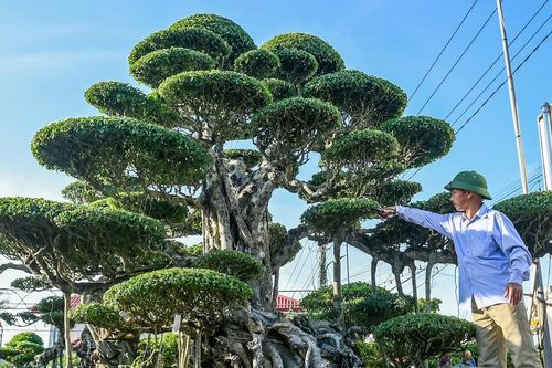 Từ 'biệt đội xe thồ' rong ruổi khắp phố đến tỷ phú cây cảnh