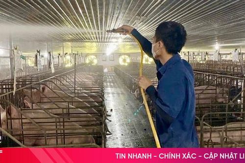 Tăng 'sức đề kháng' cho đàn vật nuôi sau mưa bão