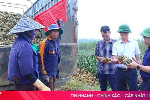 Mô hình sản xuất dứa liên kết cho hiệu quả tốt tại Hà Tĩnh