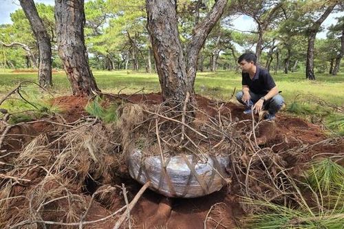 Rừng thông ở Đắk Đoa bị khai thác trái phép, Chủ tịch tỉnh Gia Lai chỉ đạo làm rõ