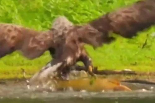Màn săn mồi ngoạn mục của đại bàng khi đối đầu với cá 'khủng'