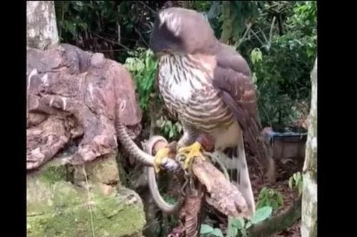 Rắn độc mất đôi mắt khi liều tấn công diều hâu