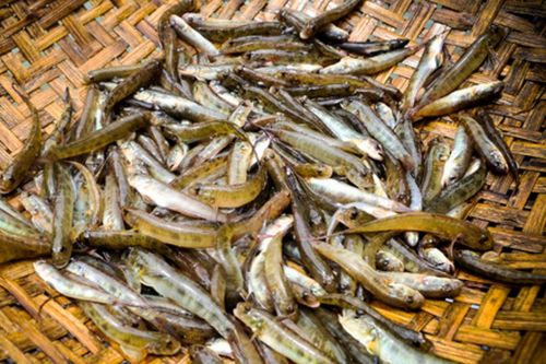 Loại cá sông đặc sản xứ Quảng, mỗi năm chỉ có 1 mùa, kho với nghệ ăn 2 bát cơm vẫn còn thèm