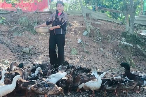Phụ nữ dân tộc Thổ vượt khó làm giàu
