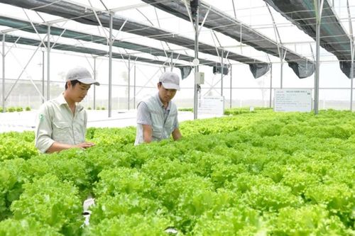 TP.Hồ Chí Minh đẩy nhanh đề án khu nông nghiệp công nghệ cao Củ Chi