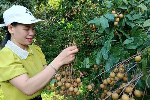 Khi vườn nhà hóa điểm du lịch