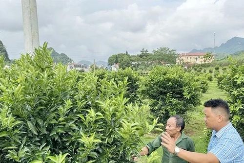 KỲ 2: Khi thủ phủ cam lao đao