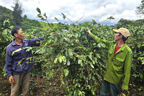 Cần ngăn chặn tình trạng hái trộm cà phê