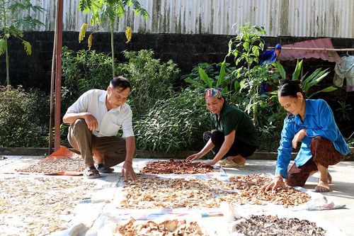 Chuyện ở làng Thuốc Hạ