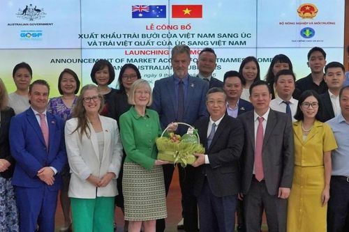 Trái bưởi Việt Nam chính thức được xuất khẩu vào thị trường Australia