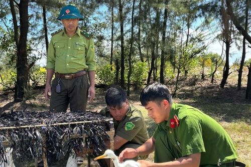 Quảng Trị: Quyết liệt 'trừ khử' bẫy chim trời, bảo vệ sự sống hoang dã
