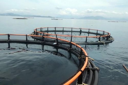 Từ xã đặc biệt khó khăn đến hành trình giảm nghèo bằng mô hình nuôi biển công nghệ cao