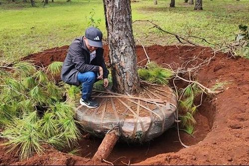 Chủ tịch tỉnh Gia Lai chỉ đạo nóng sau phản ánh thông cổ thụ bị đào bứng