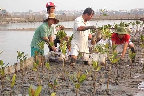 Hồi sinh những cánh rừng ngập mặn trên đầm phá Tam Giang - Cầu Hai