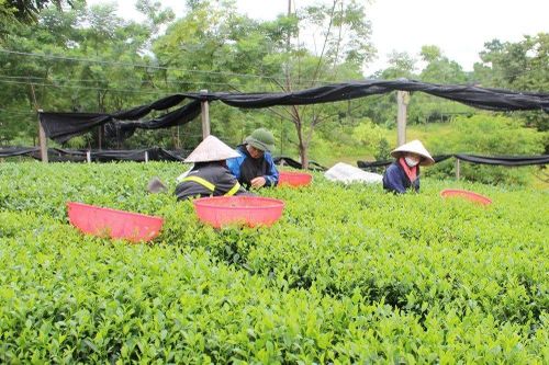 Thái Nguyên bứt phá trong công tác giảm nghèo, hướng đến phát triển bền vững