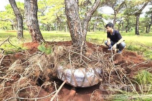 Gia Lai yêu cầu điều tra, xử lý nghiêm vụ rừng thông bon-sai bị khai thác trộm