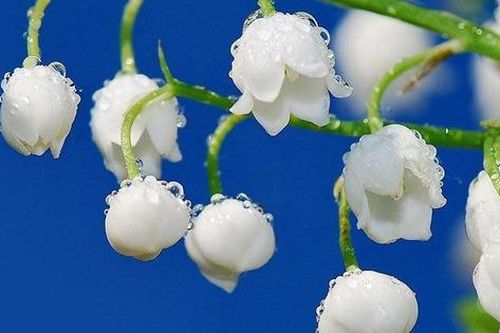 Số cuối ngày sinh Âm lịch của người giỏi giang: Giống như rượu ngon, càng để lâu càng thơm