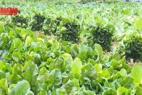 Tăng tốc sản xuất nông nghiệp, bảo đảm nguồn cung dịp cuối năm