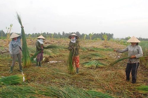 Khởi sắc nghề chiếu Cà Hom, Bến Bạ