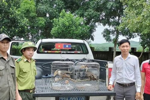 Trao hai chim niệc nâu quý hiếm cho Vườn quốc gia Phong Nha – Kẻ Bàng