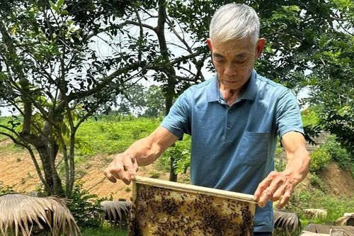 Lão nông ở Tân Trào biến mật ong rừng thành sản phẩm OCOP 3 sao