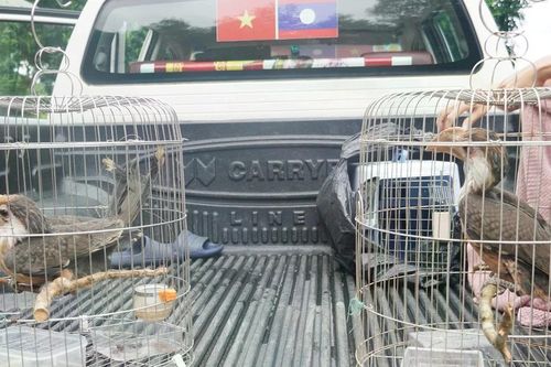 Người dân giao nộp 2 cá thể chim trời quý hiếm cho kiểm lâm Quảng Trị