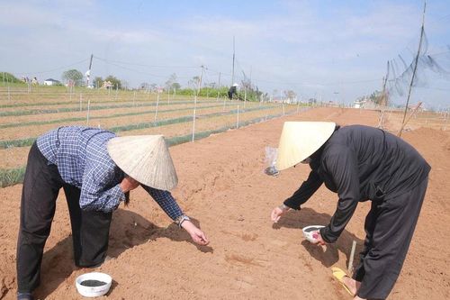 Nông dân Nghệ An khôi phục sản xuất sau bão, hướng tới thị trường cuối năm