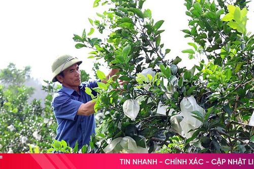 Hà Tĩnh nhân rộng diện tích cam hữu cơ