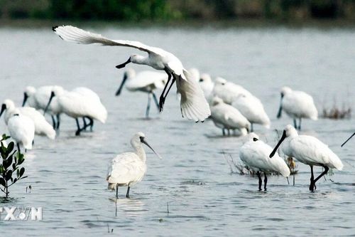Vườn Quốc gia Xuân Thủy: Từ khu Ramsar đầu tiên đến Công viên Di sản ASEAN
