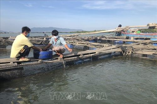 Phát triển bền vững nghề nuôi biển - Bài cuối