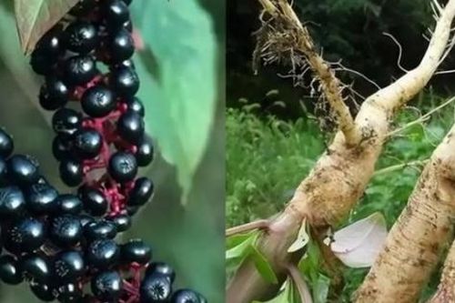 Cây có độc, quả giống nho không ăn được mà 'hái ra tiền'
