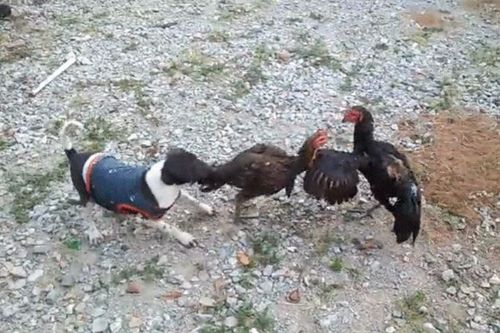 'Trọng tài bốn chân' lao vào tách hai gà chọi đang đánh nhau siêu hài hước