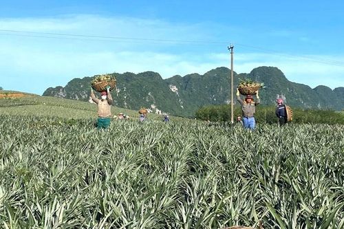 Chuyển đổi cơ cấu cây trồng ở Ngọc Liên