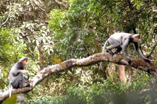 Voọc kêu… vọng tiếng rừng