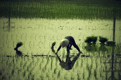 Mẹ tôi ra đồng...