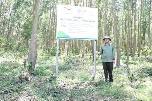 Phó Giám đốc VFCO Nguyễn Hoàng Tiệp: Chứng chỉ rừng đảm bảo lợi ích cho người trồng và doanh nghiệp