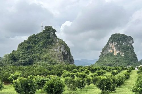 Kỳ 3: Tái sinh từ đất - giữ thương hiệu cam Cao Phong