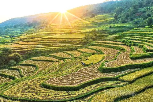 Hồng Thái vào vụ gặt