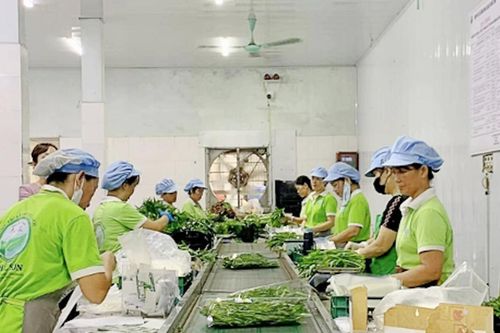 Hà Nội: Đẩy mạnh sản xuất nông nghiệp an toàn, hướng tới phát triển bền vững