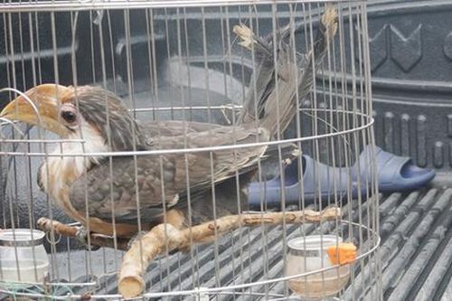 Loài chim trong Sách đỏ bay vào nhà và hành động bất ngờ của người đàn ông trong bản
