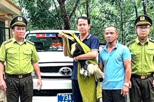 Người dân Quảng Trị trao trả chim quý hiếm cho cơ quan chức năng