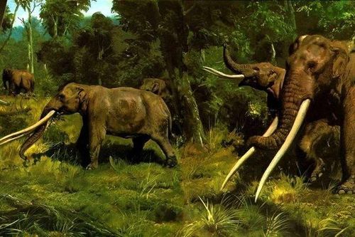 Kỳ lạ loài voi có ngà dài 4 mét thẳng đuột như cây tre