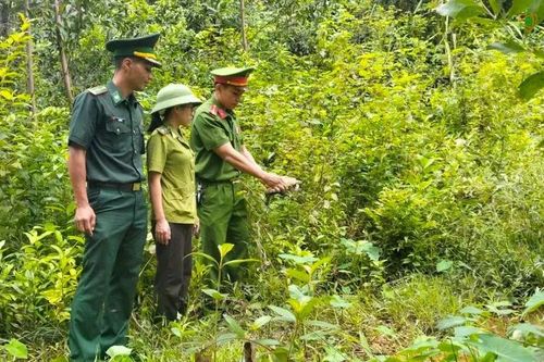 Thả cá thể rùa núi vàng quý hiếm về lại tự nhiên