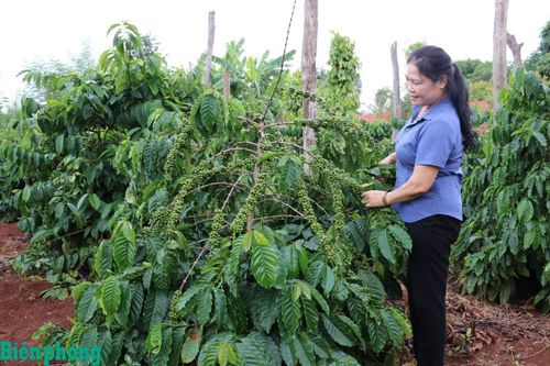 Thúc đẩy chuyển đổi nông nghiệp sinh thái thích ứng với biến đổi khí hậu
