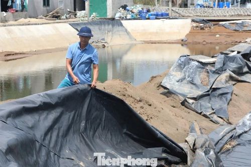 Bão chồng bão, người nuôi tôm ở Nghệ An trắng tay