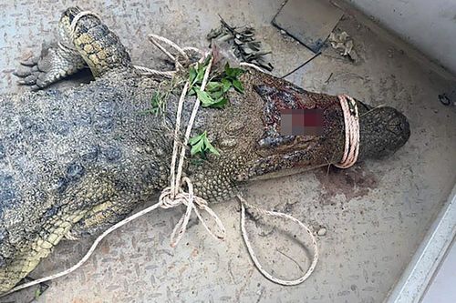 Bắt được cá sấu dài 2,6m tấn công nam thanh niên ở Khánh Hòa